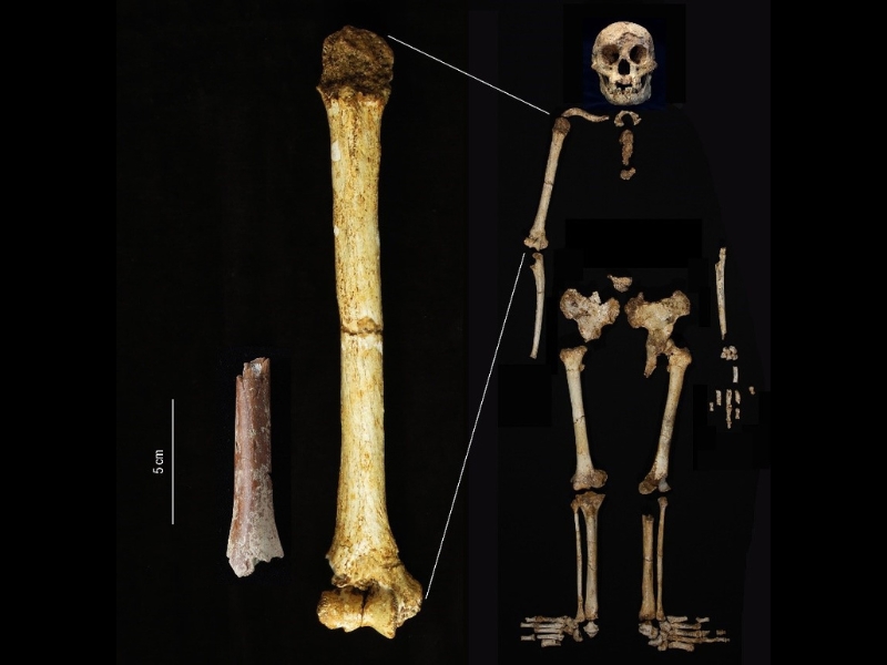 Fosil Tulang Manusia Purba (Humerus) Terkecil Ditemukan