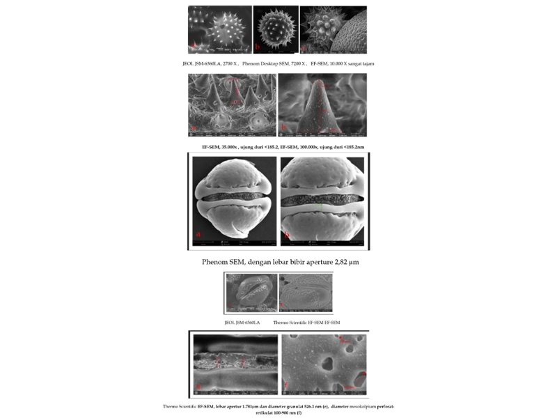 Analisis Morfometri Nano pada Struktur Echinate dan Granulat Apertur Polen