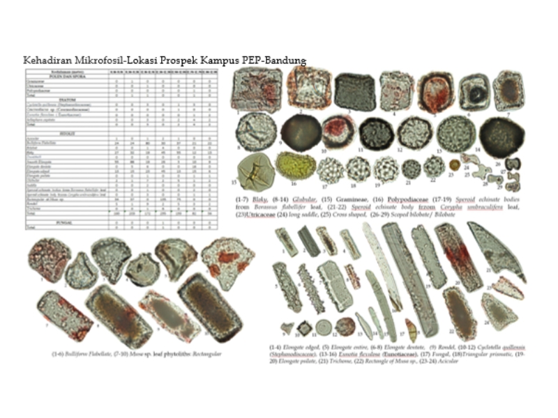 Jejak Geologi dan Vegetasi Purba Bandung: Jejak Kipas Aluvial di Cekungan Bandung di Balik Fitolit Pisang dan Pinang